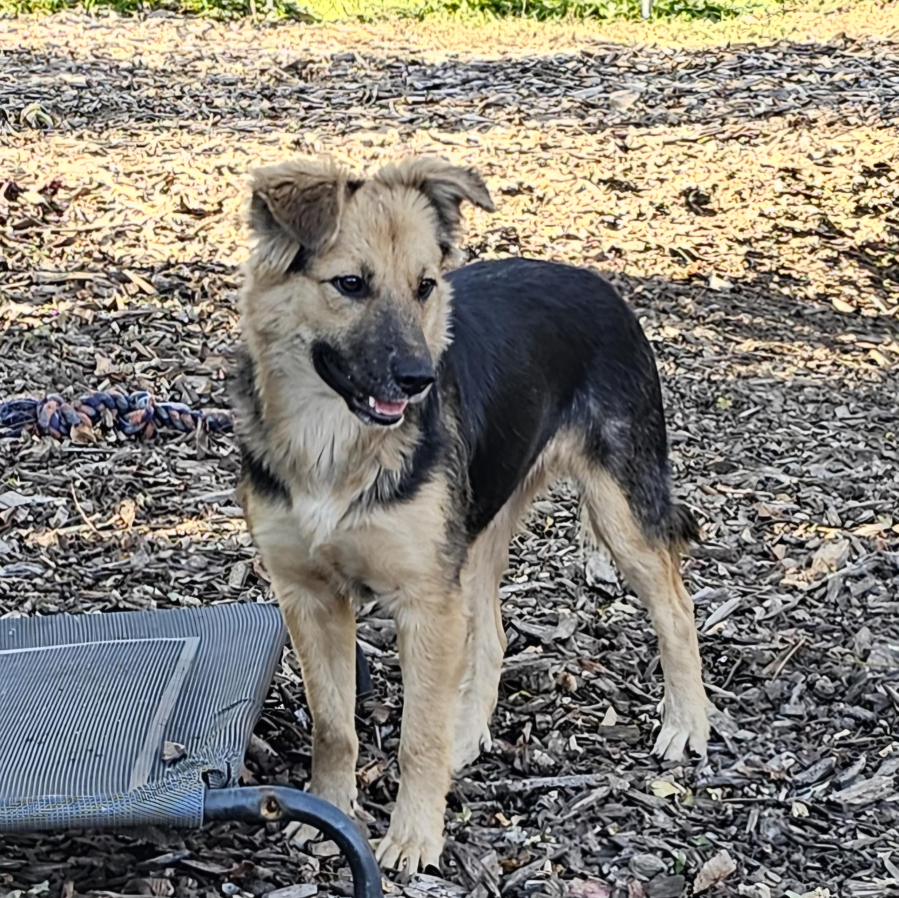 Enlarge Summer, a Adoptable mixed breed in Ringwood, NJ image 2/6