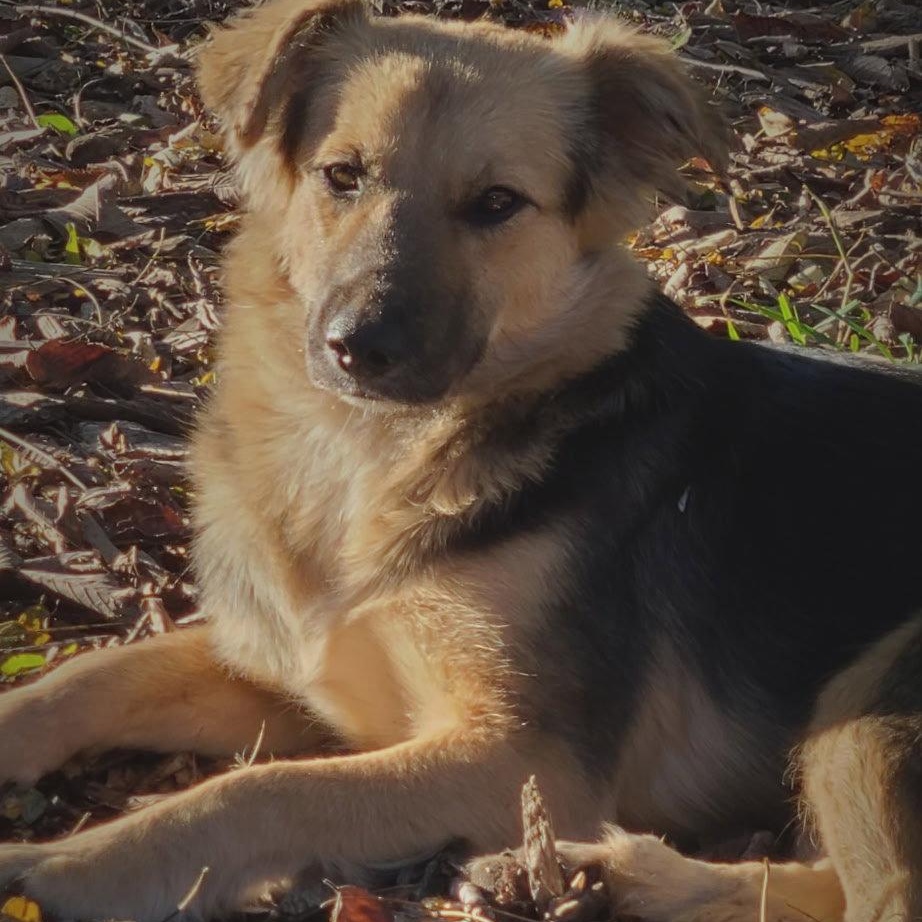 Summer, Adoptable, Young Female Shepherd & Shetland Sheepdog / Sheltie.