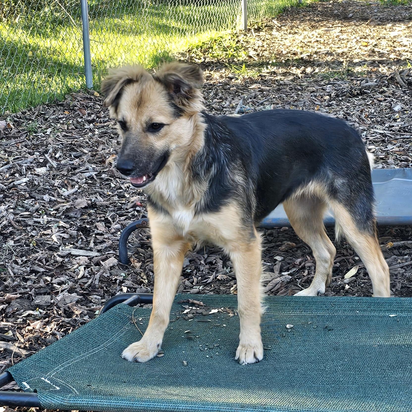 Enlarge Summer, a Adoptable mixed breed in Ringwood, NJ image 4/6