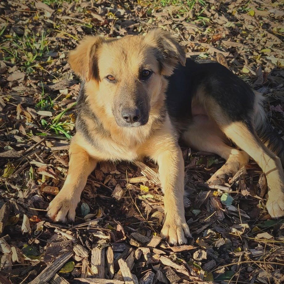 Enlarge Summer, a Adoptable mixed breed in Ringwood, NJ image 3/6