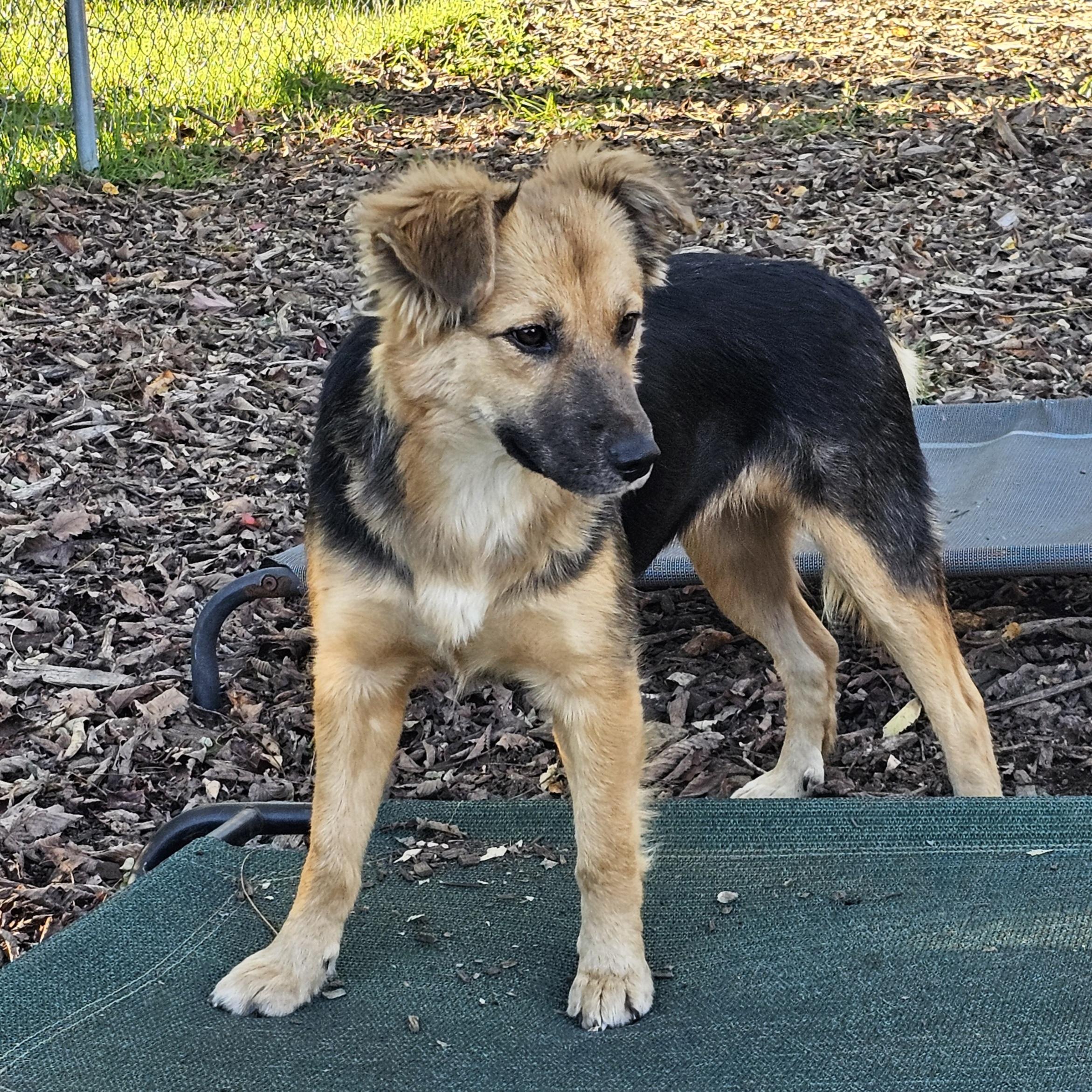 Enlarge Summer, a Adoptable mixed breed in Ringwood, NJ image 5/6