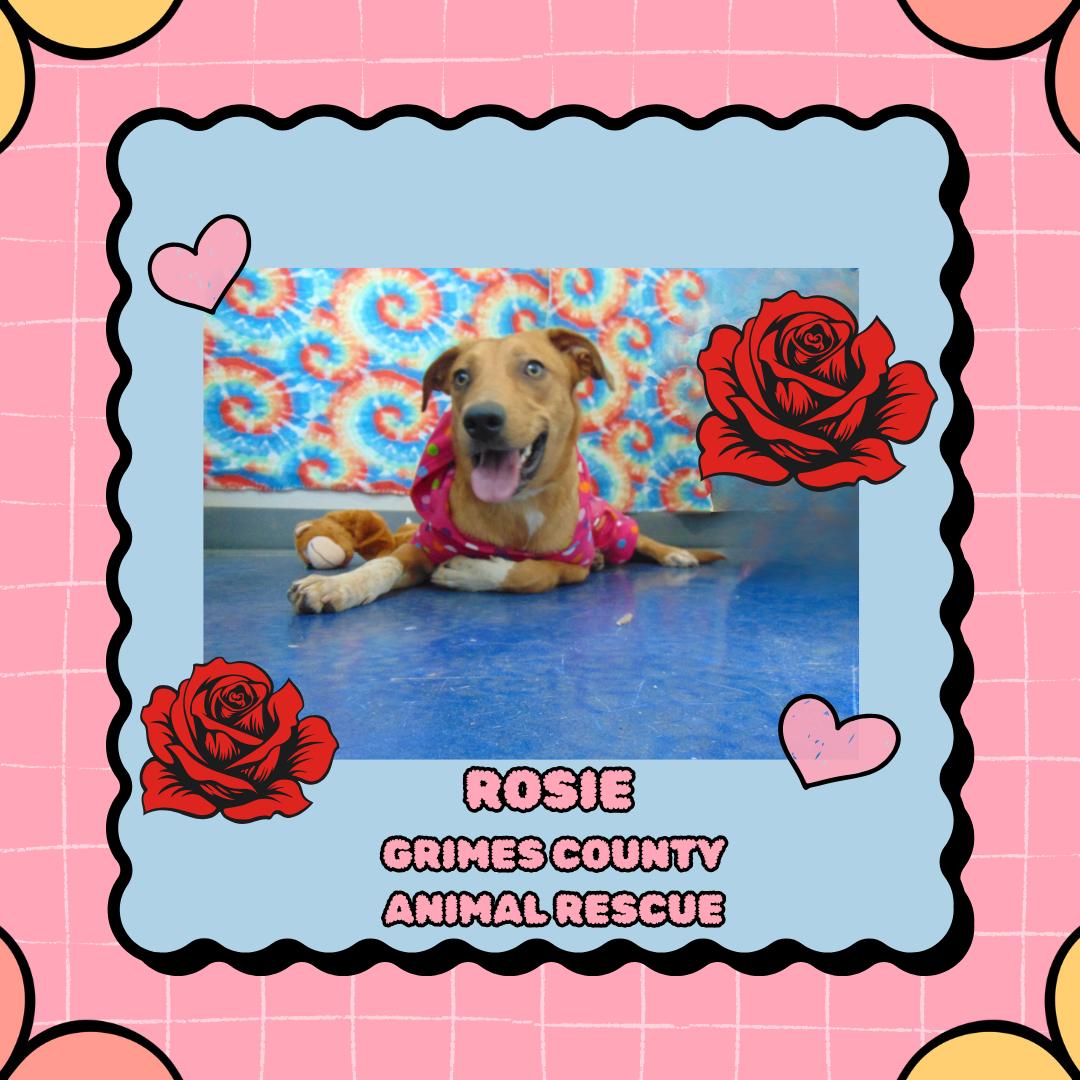 Rosie, Adoptable, Young Female Australian Cattle Dog / Blue Heeler.