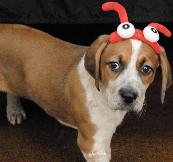 Treasure, a Adoptable Hound in Newland, NC image 2/2