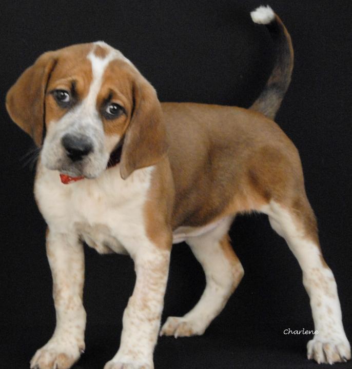 Treasure, a Adoptable Hound in Newland, NC image 1/2