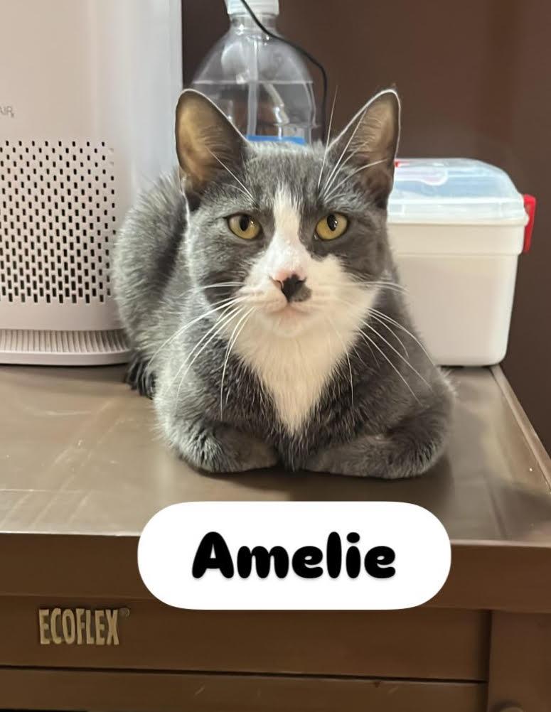 Amelie, adopted, Young Female Domestic Short Hair.