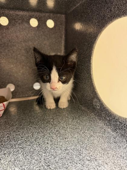 Coraline, Adoptable, Kitten Female Domestic Short Hair & Domestic Short Hair.