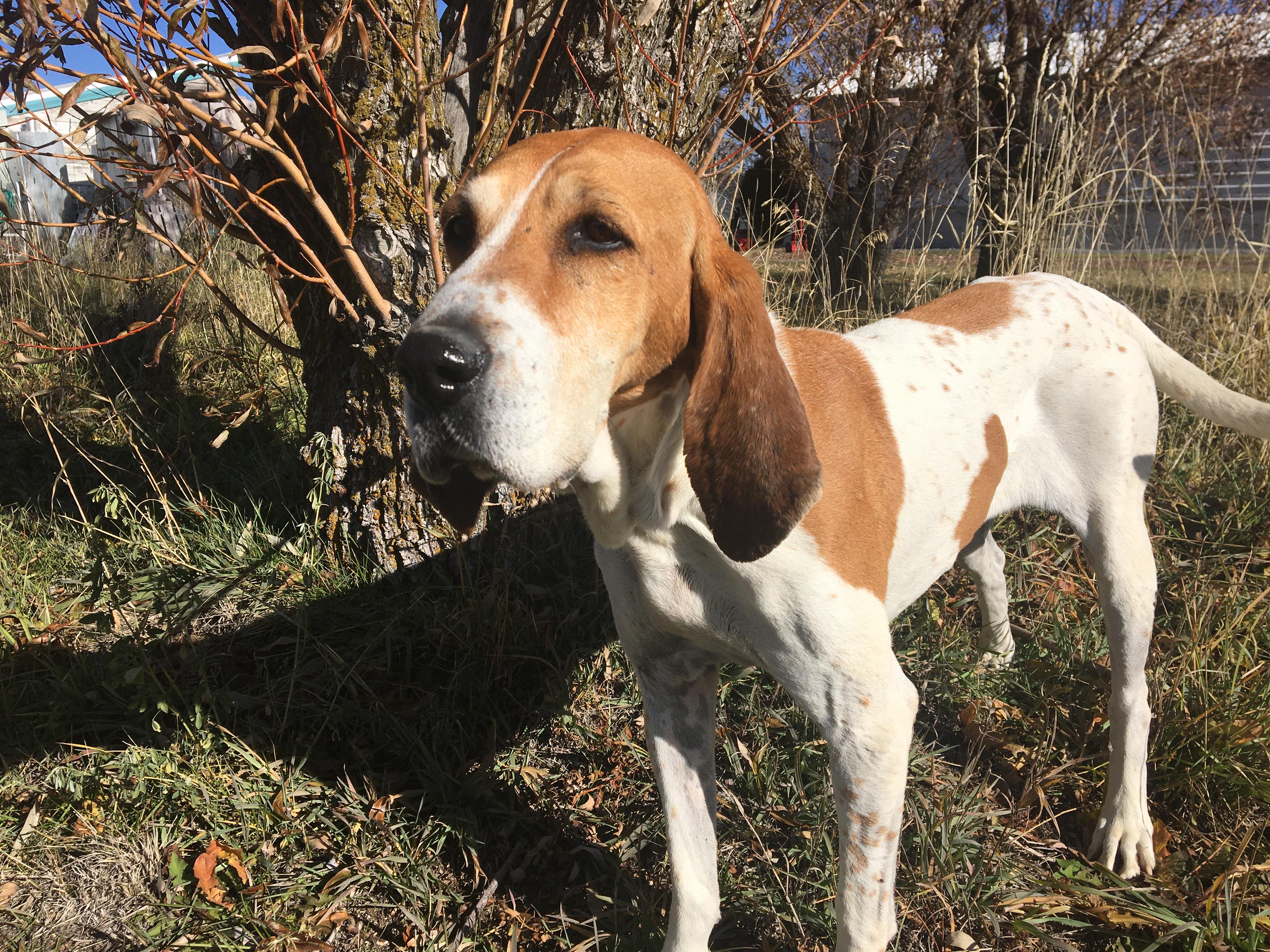 Dottie, Adoptable, Senior Female Hound.