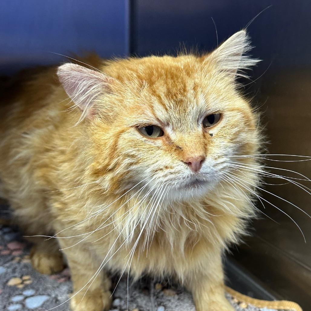 Enlarge Ruffles, a Adoptable Domestic Long Hair in Coos Bay, OR image 1/1