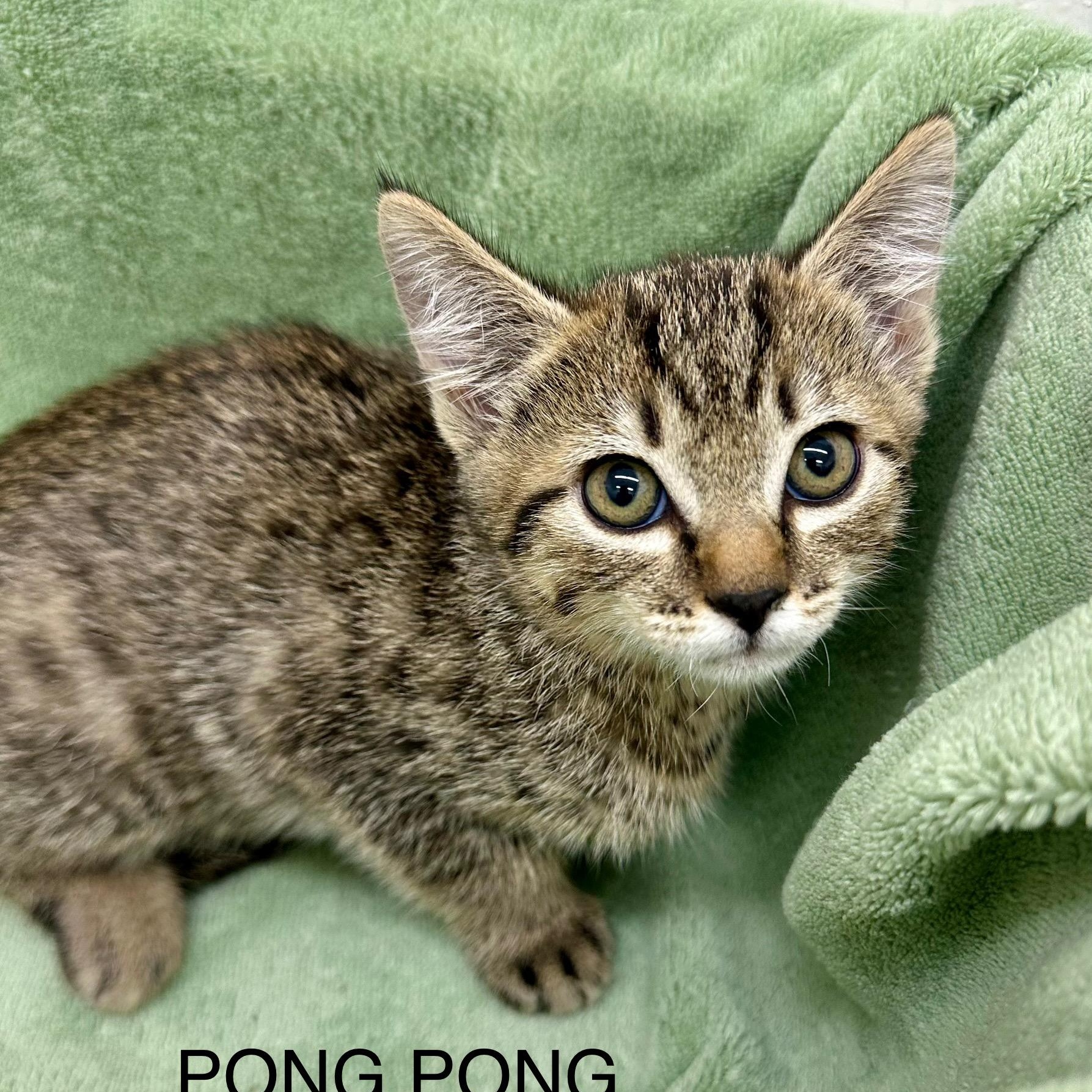 Pong pong 0125 — thumbnail 3