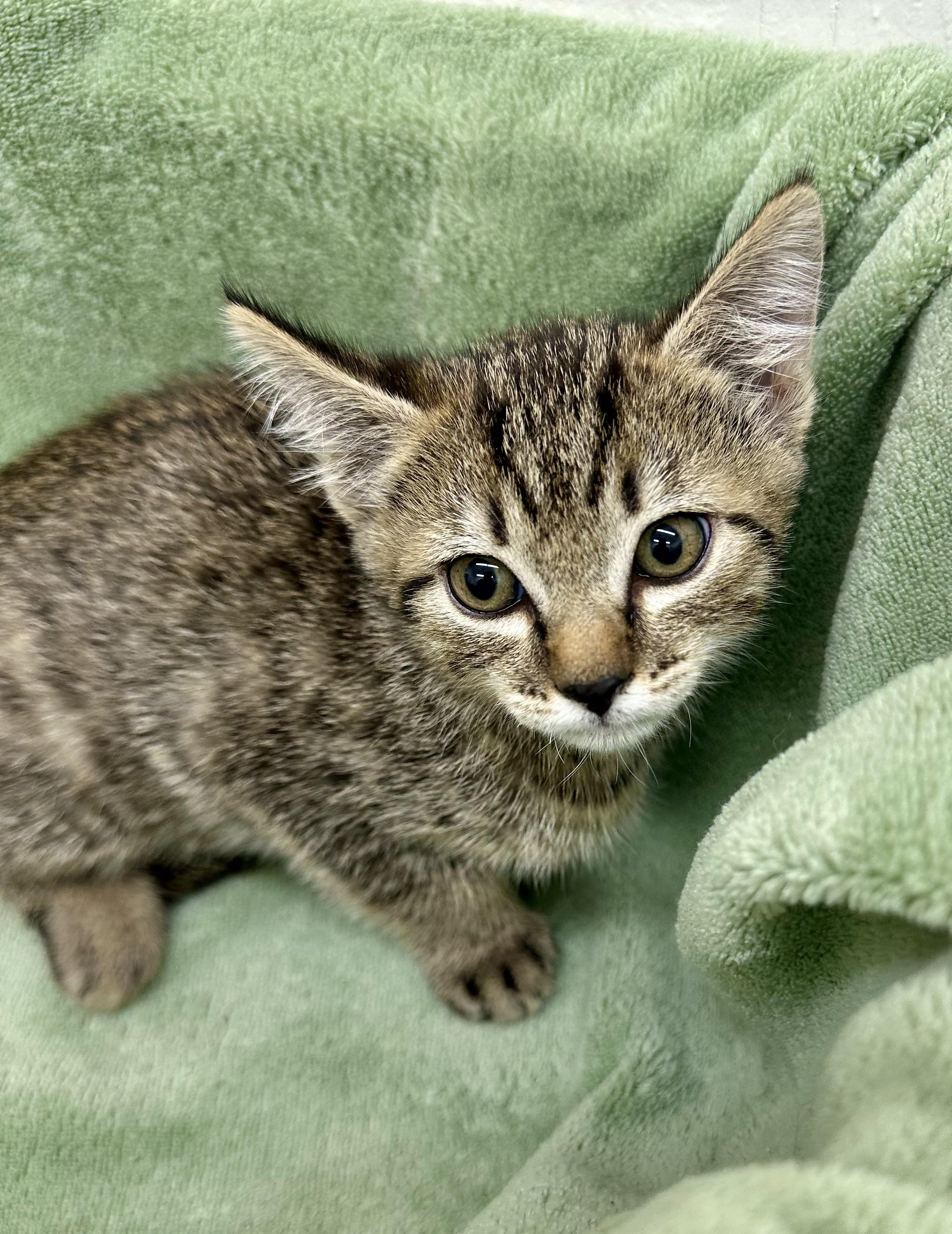 Pong pong 0125 — thumbnail 4