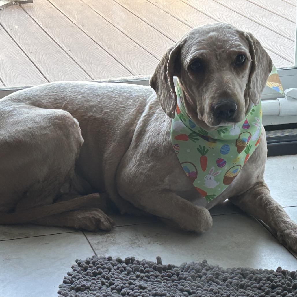Kira, Adoptable, Young Female Poodle & Golden Retriever.
