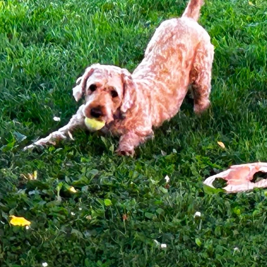 Kira, a Adoptable mixed breed in Sinking Spring, PA image 3/6