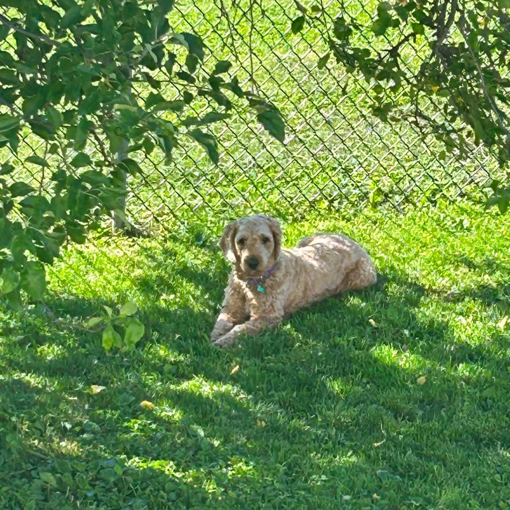 Kira, a Adoptable mixed breed in Sinking Spring, PA image 4/6