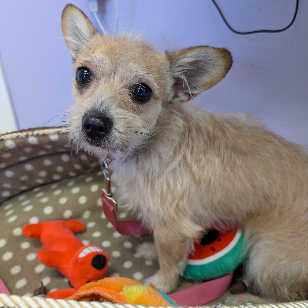 Chico, Adoptable, Young Male Chihuahua & Mixed Breed.