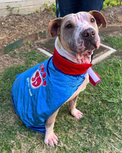 Enlarge Rudi, a Adoptable mixed breed in Bronx, NY image 2/6