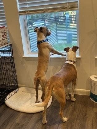 Enlarge Rudi, a Adoptable mixed breed in Bronx, NY image 3/6