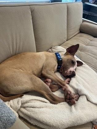 Enlarge Rudi, a Adoptable mixed breed in Bronx, NY image 4/6