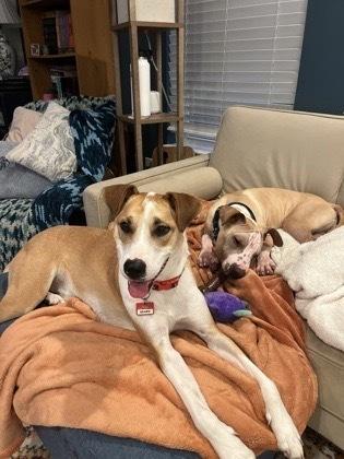 Enlarge Rudi, a Adoptable mixed breed in Bronx, NY image 5/6