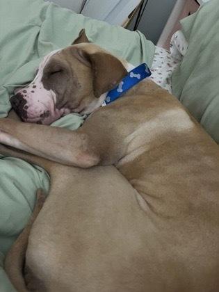 Enlarge Rudi, a Adoptable mixed breed in Bronx, NY image 6/6