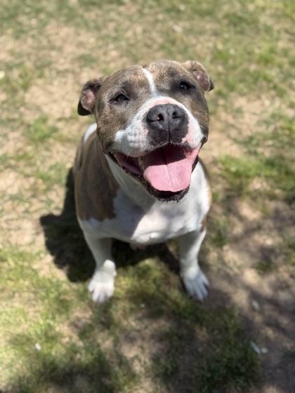 Enlarge Pearl, a Adoptable mixed breed in Memphis, TN image 1/3