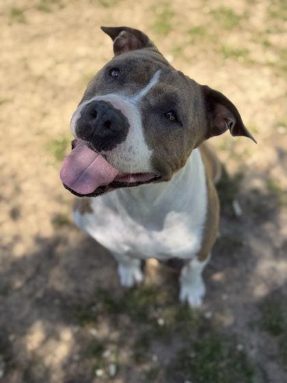 Enlarge Pearl, a Adoptable mixed breed in Memphis, TN image 2/3