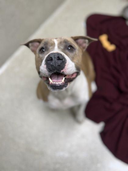 Enlarge Pearl, a Adoptable mixed breed in Memphis, TN image 3/3