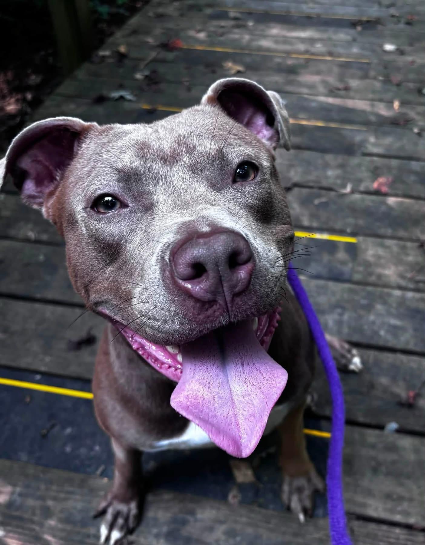 Morgan (ID 52084), an adopted American Bully in Manassas, VA image 2/2