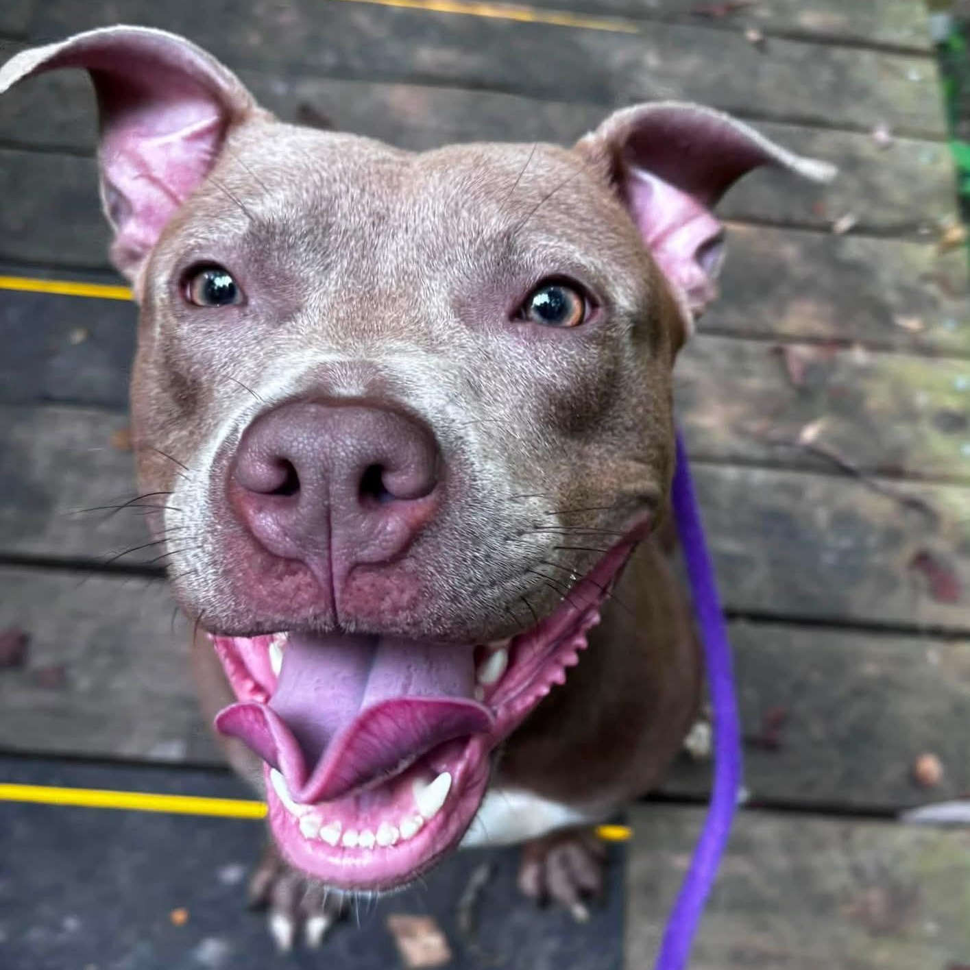Morgan (ID 52084), an adopted American Bully in Manassas, VA image 1/2