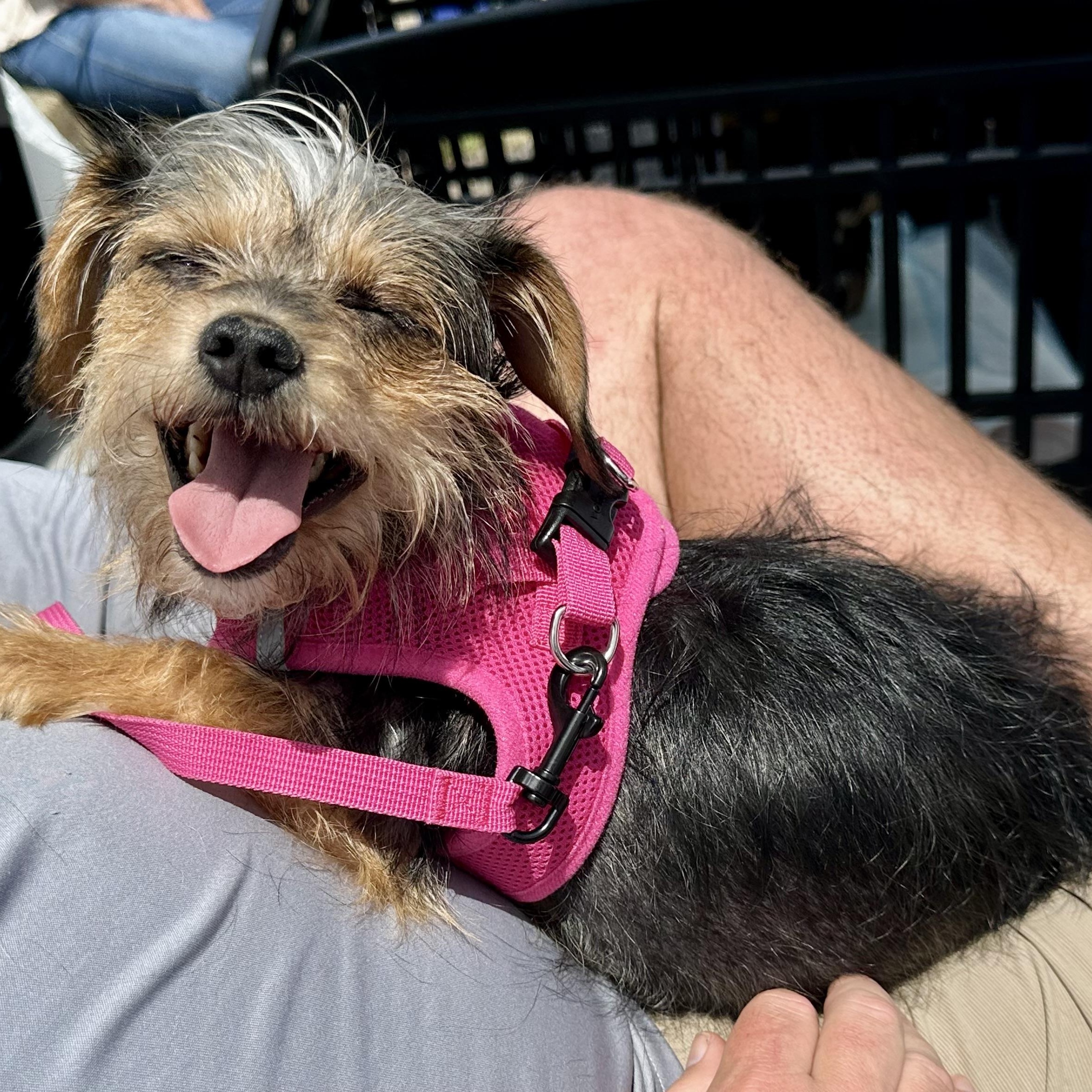 Mia, a ADOPTABLE Yorkshire Terrier in Richmond, VA image 2/6