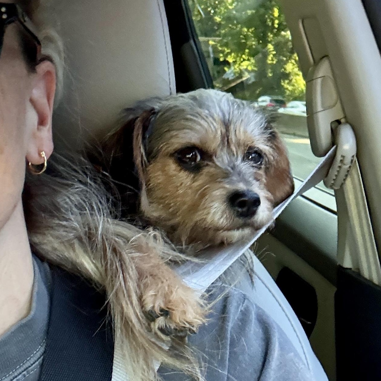 Mia, a ADOPTABLE Yorkshire Terrier in Richmond, VA image 6/6