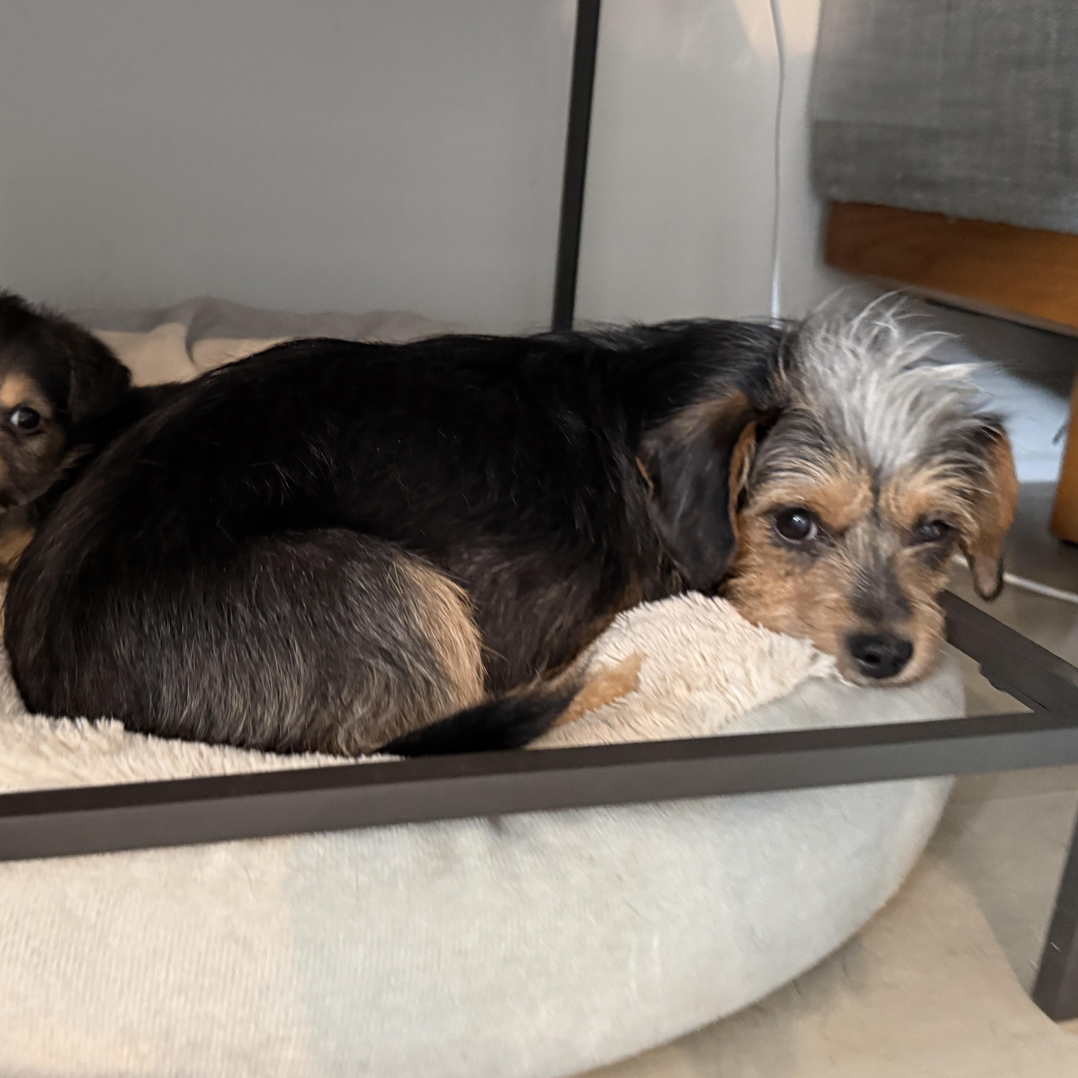 Mia, a ADOPTABLE Yorkshire Terrier in Richmond, VA image 5/6