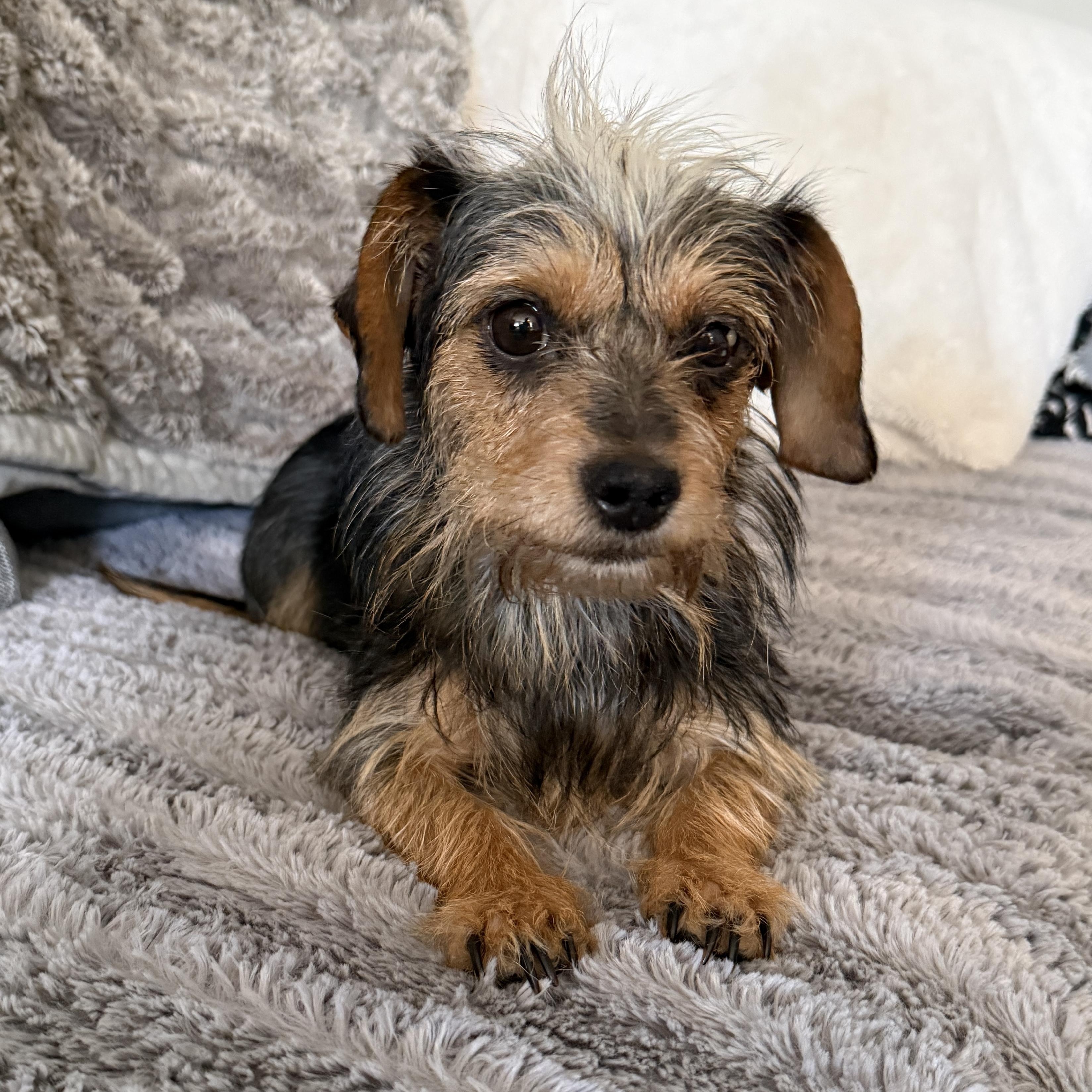 Mia, a ADOPTABLE Yorkshire Terrier in Richmond, VA image 1/6
