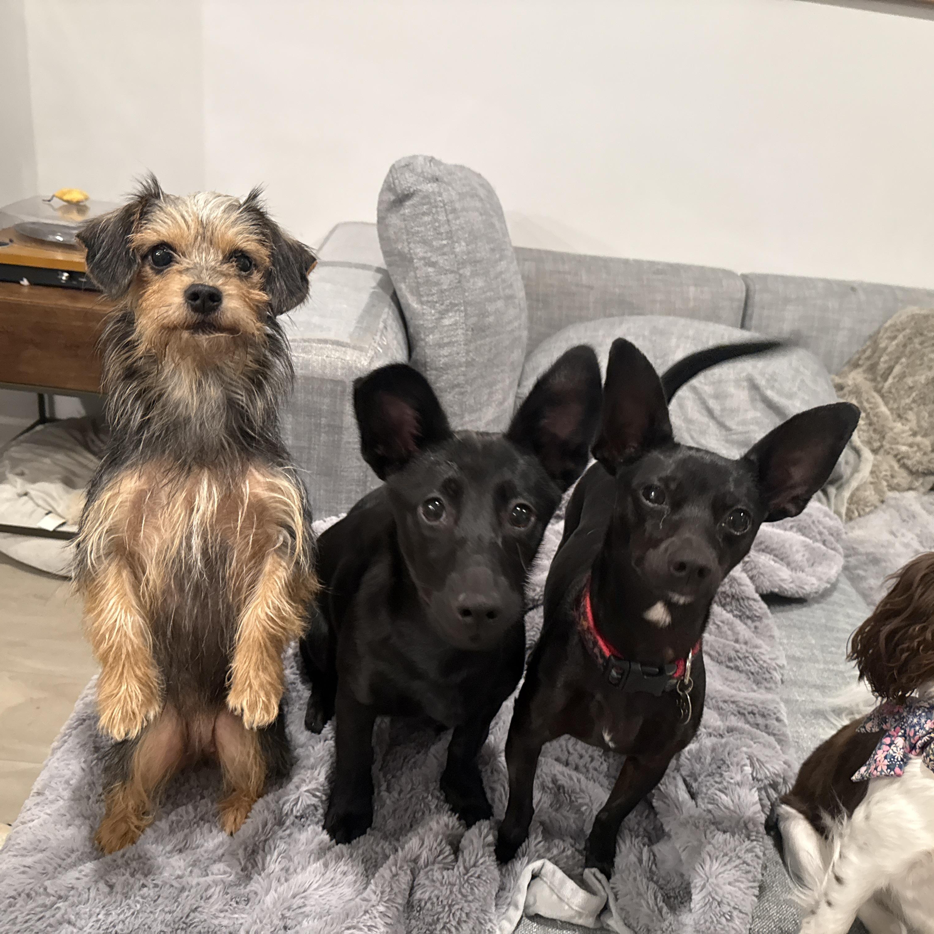 Mia, a ADOPTABLE Yorkshire Terrier in Richmond, VA image 3/6