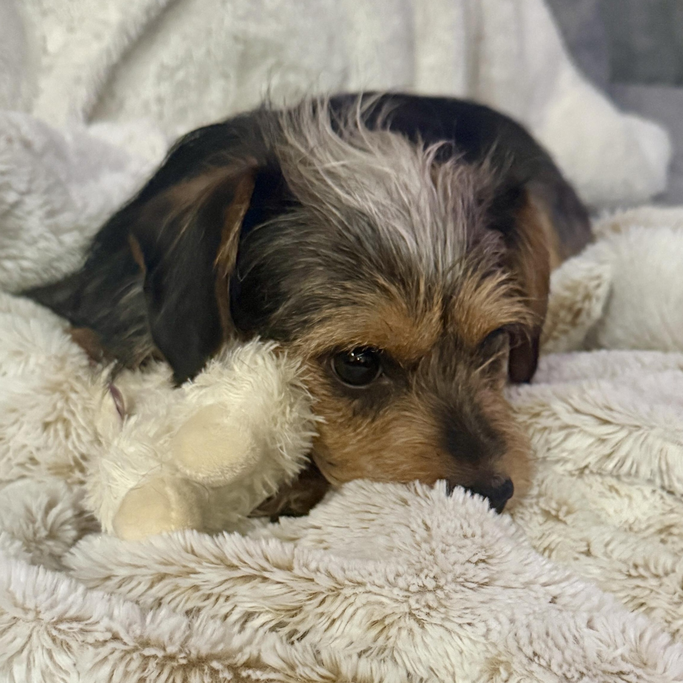 Mia, a ADOPTABLE Yorkshire Terrier in Richmond, VA image 4/6