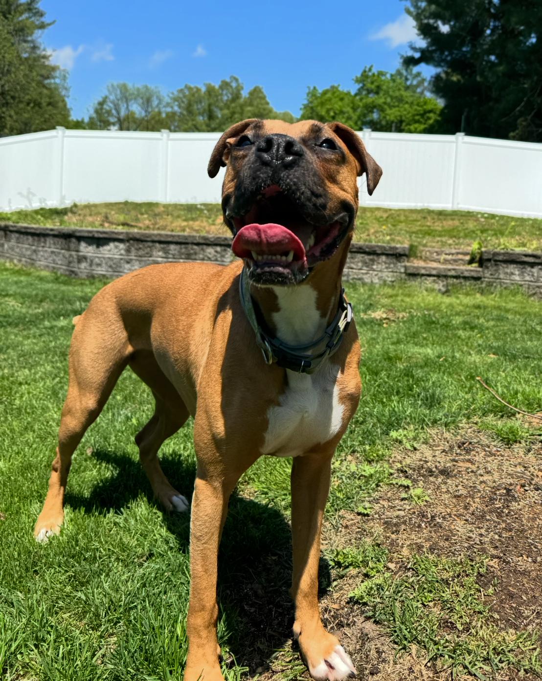 Gigi, adopted, Adult Female Boxer.