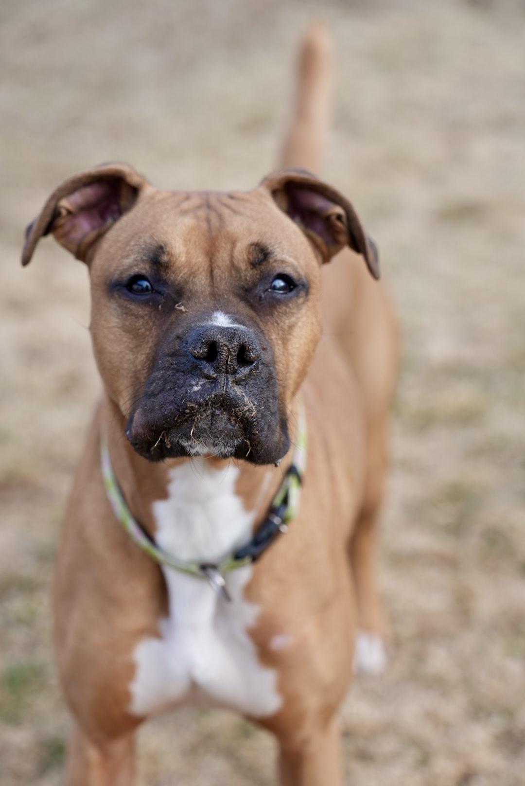 Enlarge Gigi, an adopted mixed breed in Putnam Valley, NY image 2/6