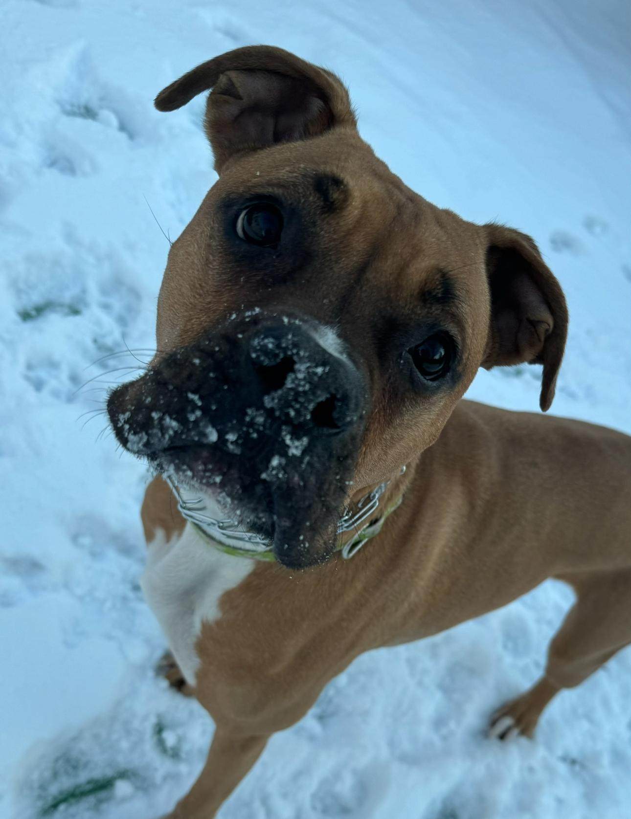 Enlarge Gigi, an adopted mixed breed in Putnam Valley, NY image 3/6