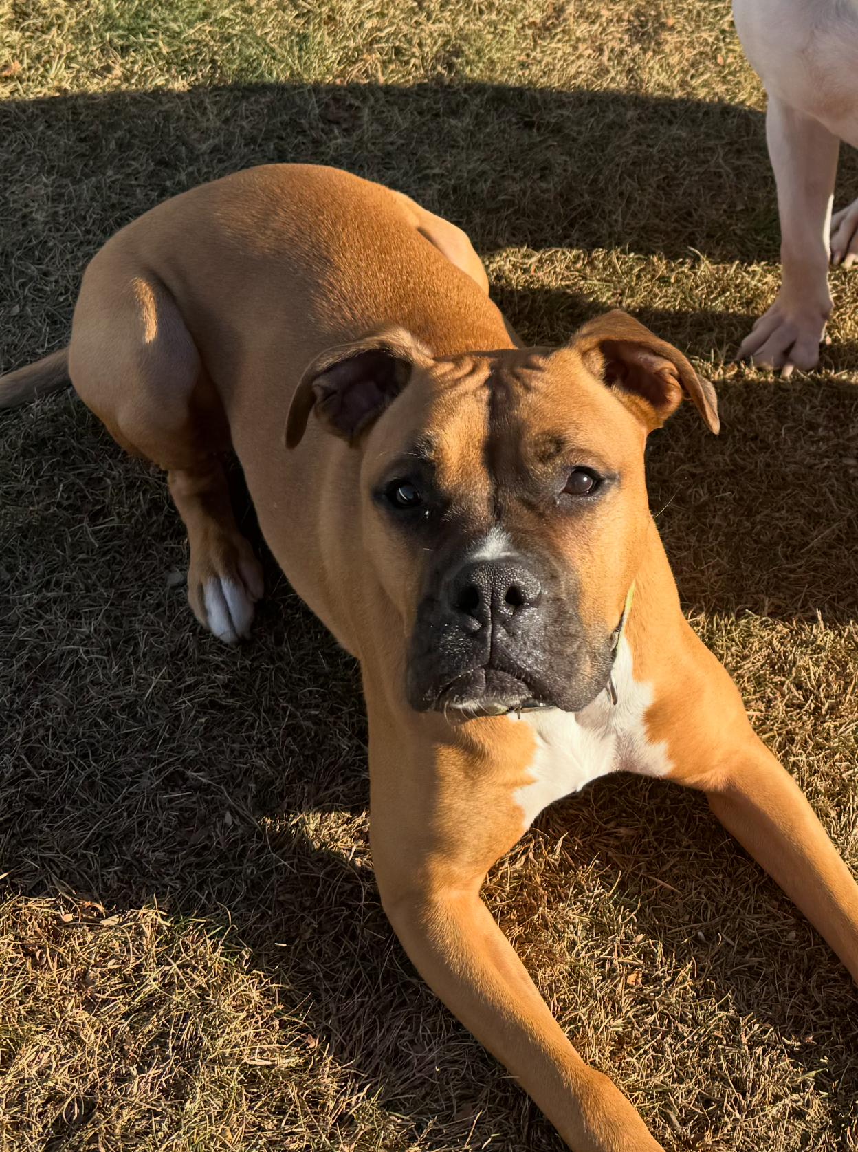 Enlarge Gigi, an adopted mixed breed in Putnam Valley, NY image 4/6