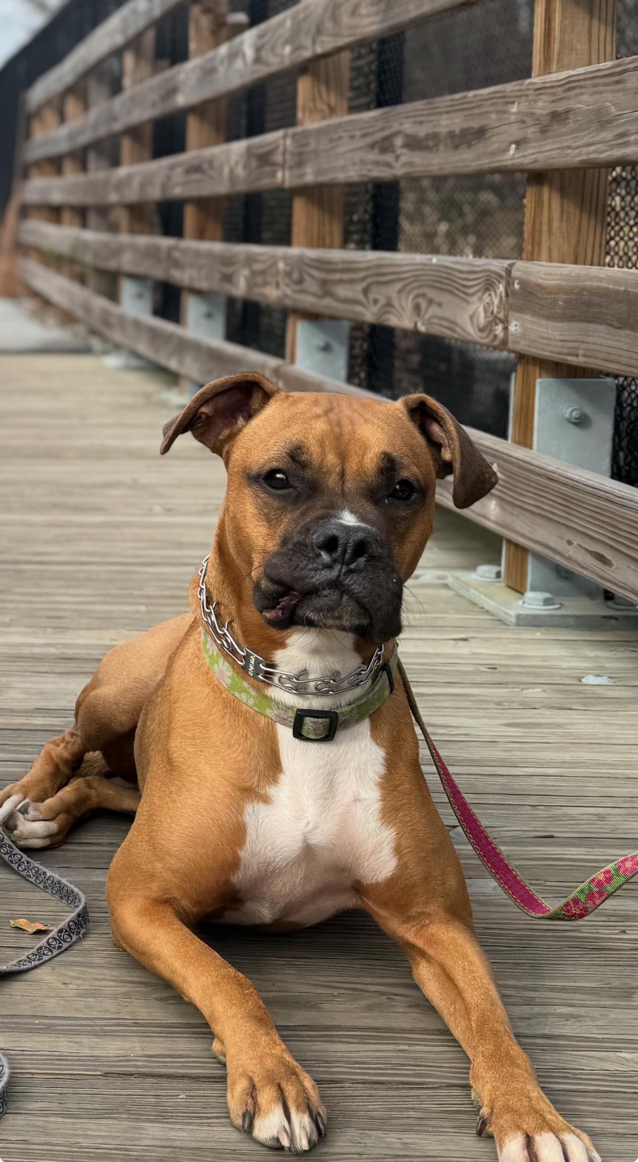 Enlarge Gigi, an adopted mixed breed in Putnam Valley, NY image 5/6