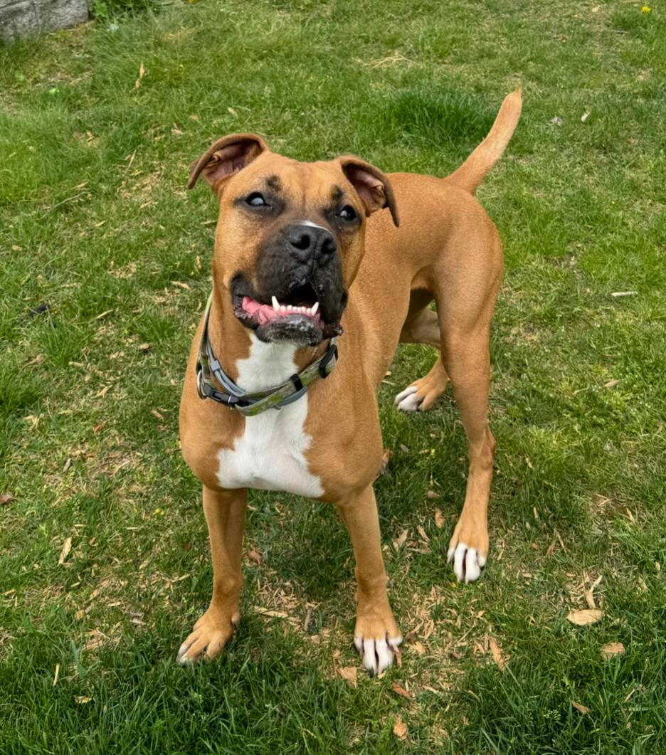 Enlarge Gigi, an adopted mixed breed in Putnam Valley, NY image 6/6