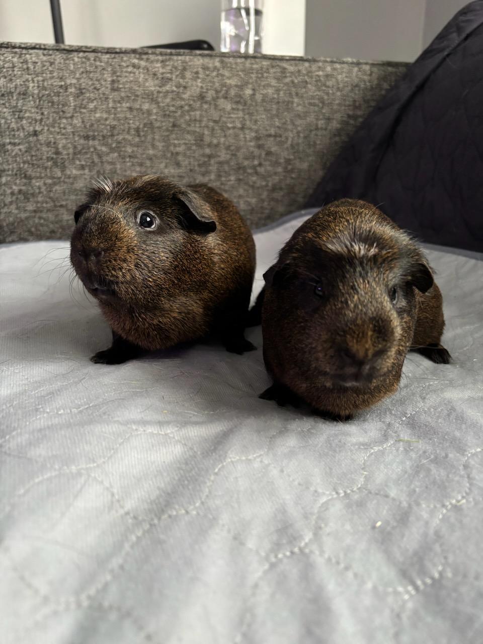 Enlarge Goober and Nugget male bonded pair , a ADOPTABLE mixed breed in Sauk Village, IL image 2/3