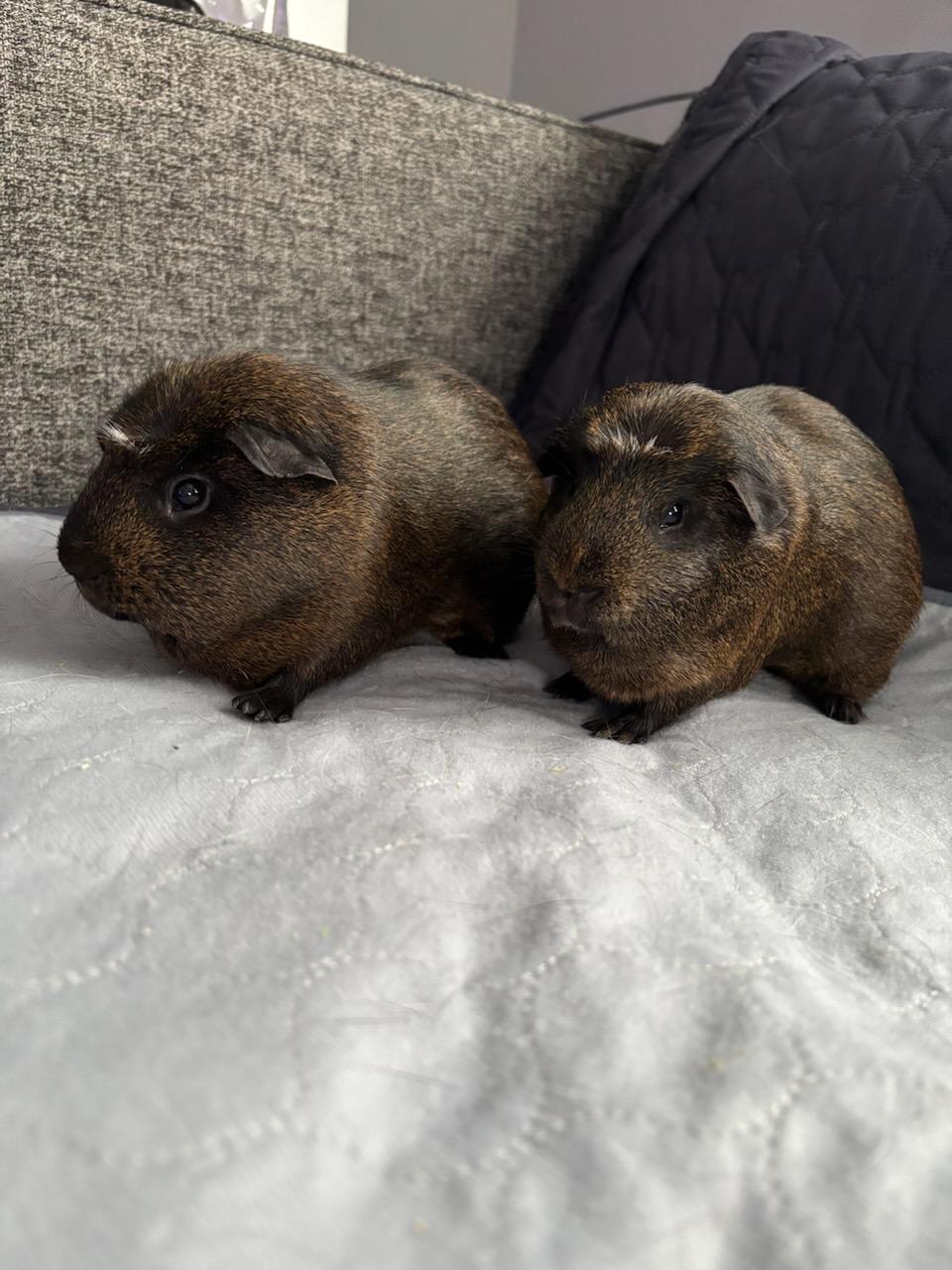 Enlarge Goober and Nugget male bonded pair , a ADOPTABLE mixed breed in Sauk Village, IL image 3/3