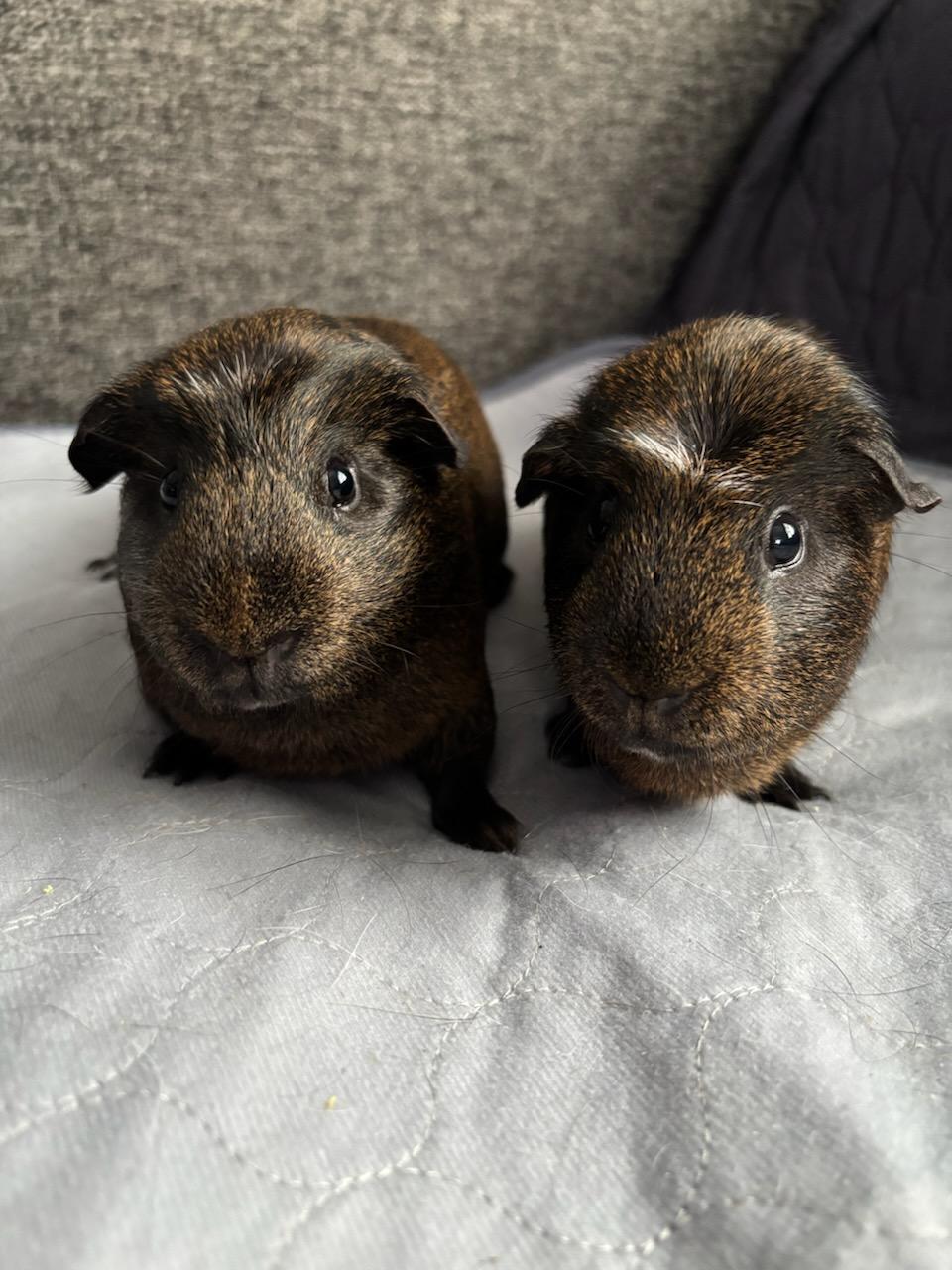 Goober and Nugget male bonded pair , ADOPTABLE, Adult Male Guinea Pig.