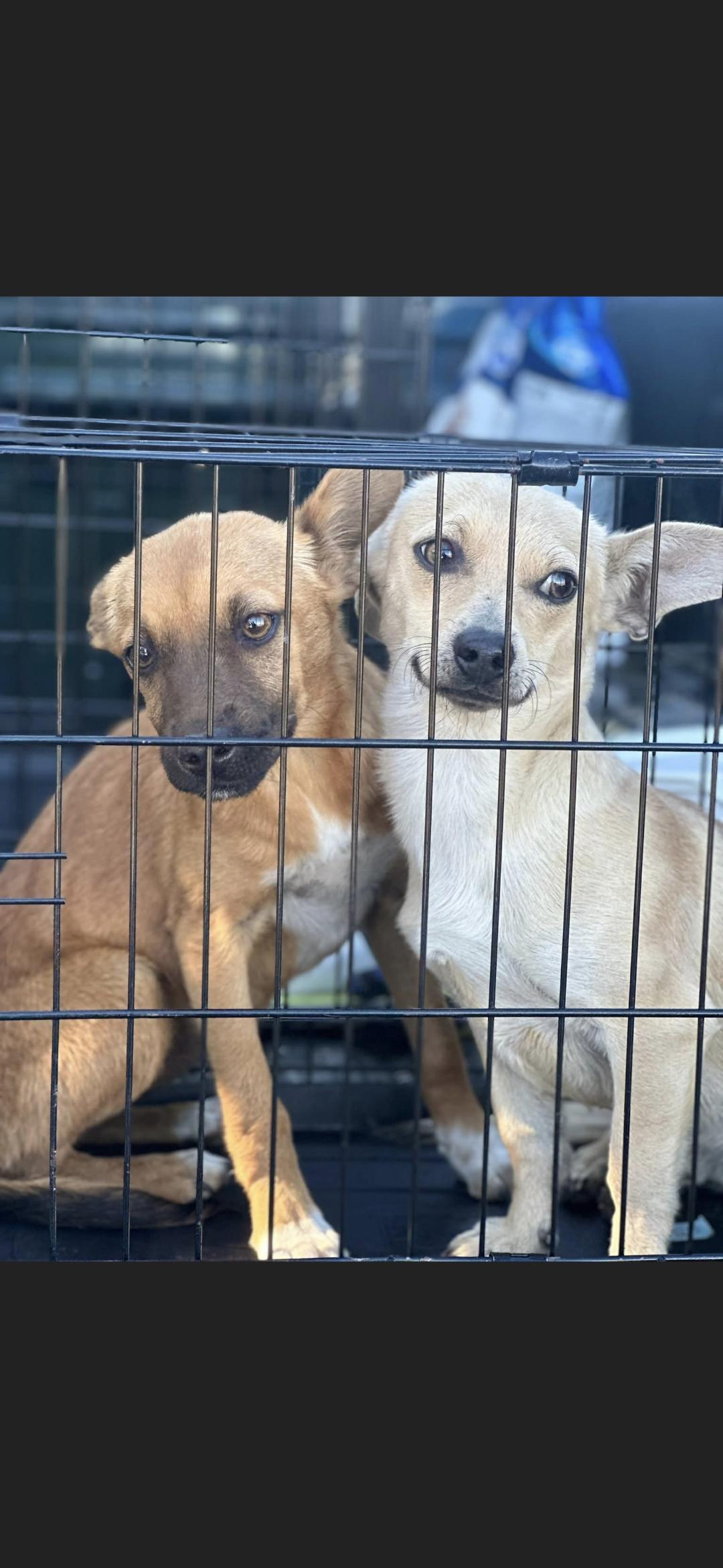 Cinnamon (darker of the two)