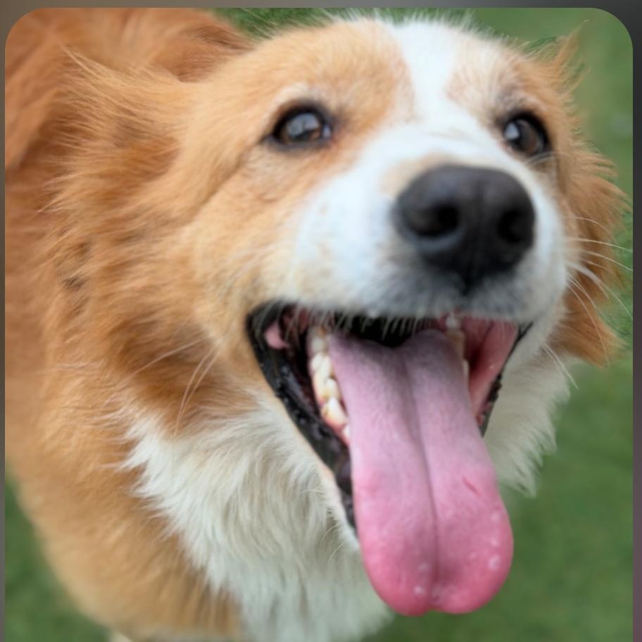 Marles Barkley, an adopted Collie in Wilmington, OH image 3/4