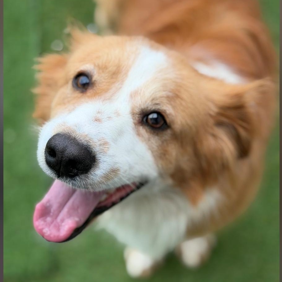 Marles Barkley, adopted, Adult Male Collie.