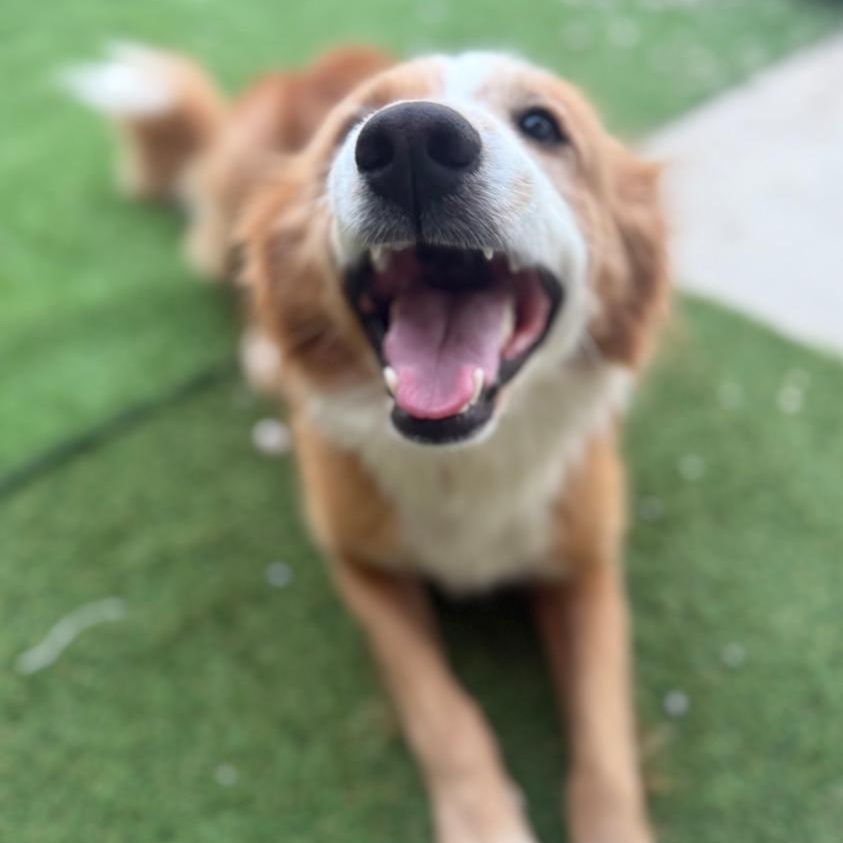Marles Barkley, an adopted Collie in Wilmington, OH image 2/4