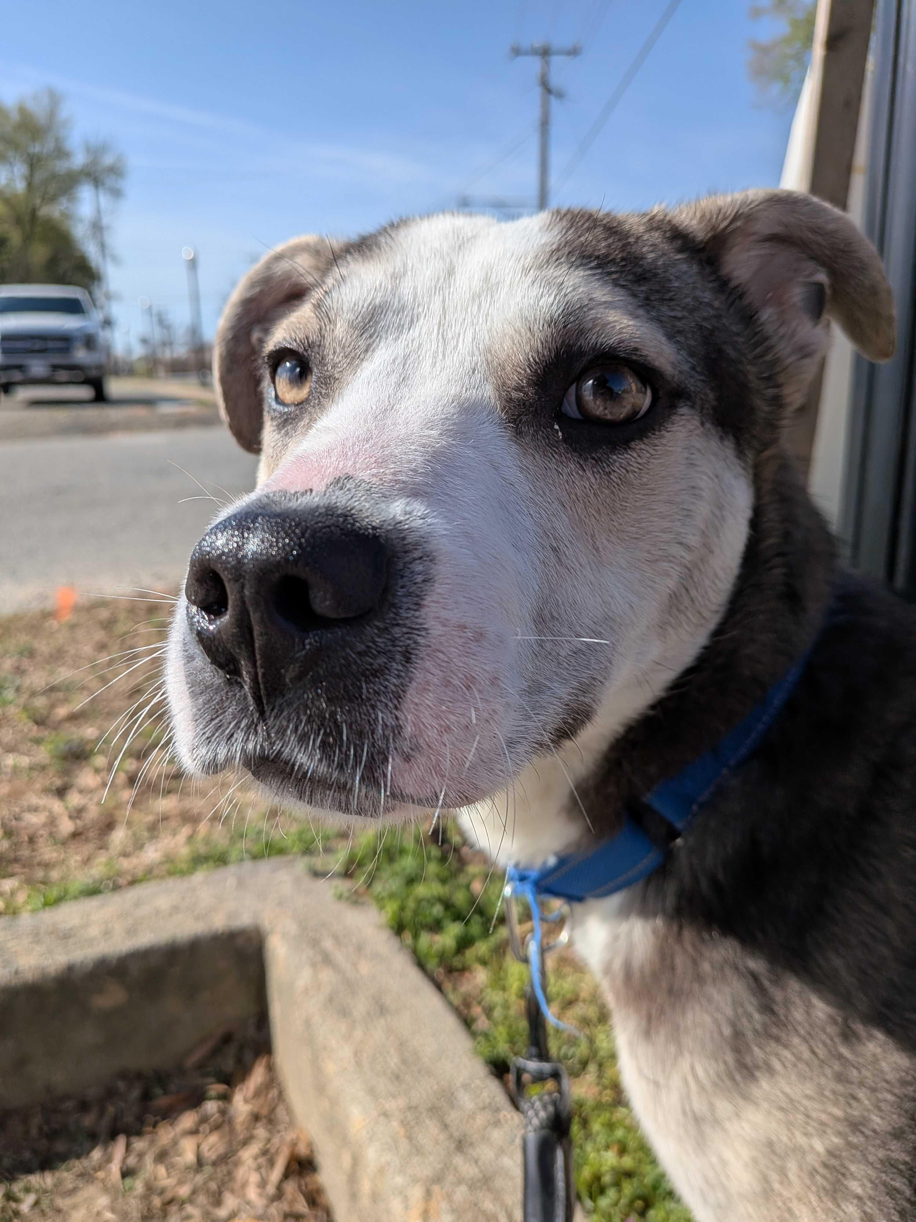 Enlarge Pablo, an adopted mixed breed in Maidens, VA image 2/4