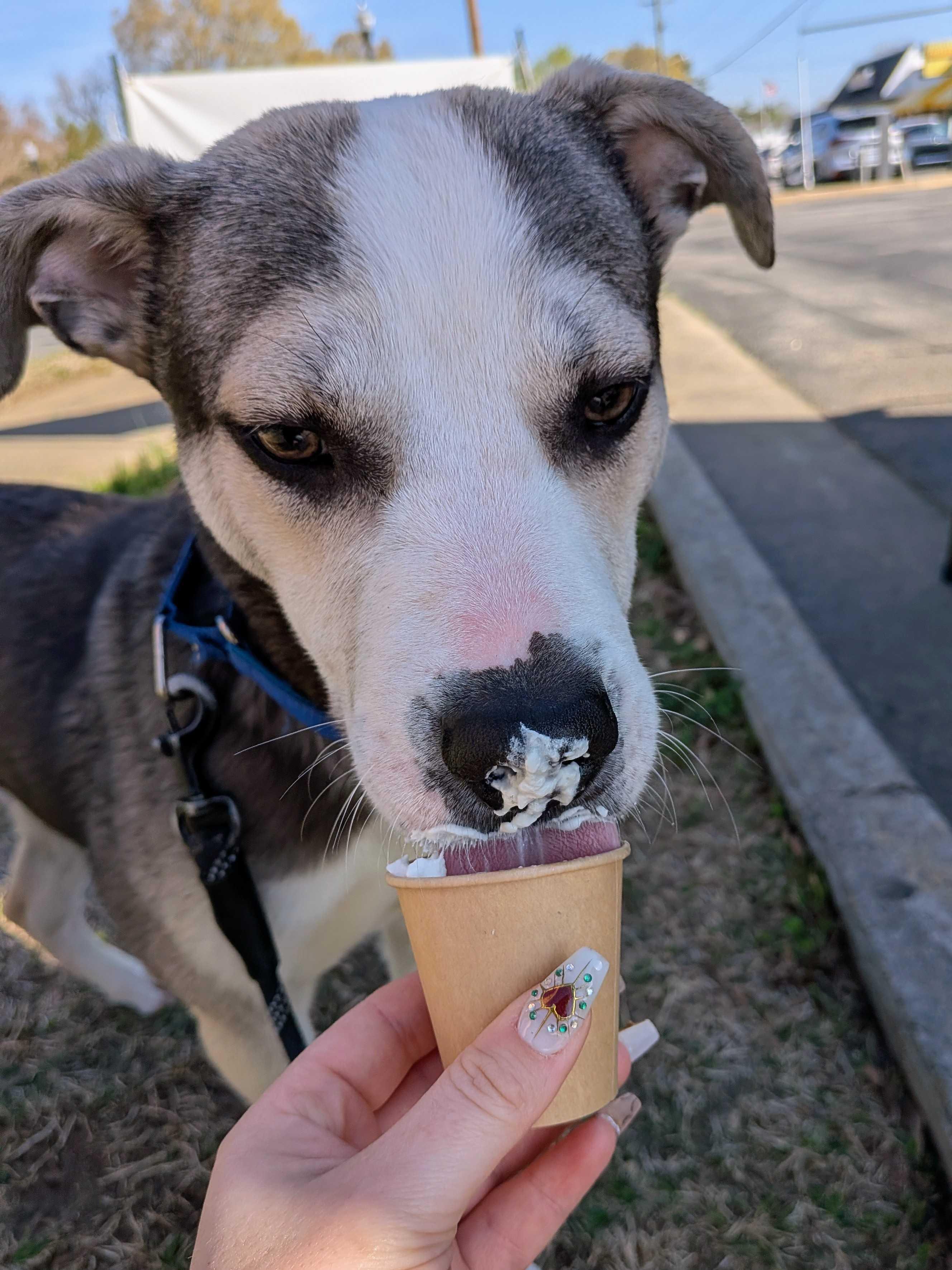 Pablo, adopted, Young Male Husky.