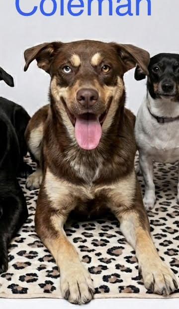 Enlarge Coleman *LOCAL*, a Adoptable Australian Shepherd in Wakefield, RI image 2/3